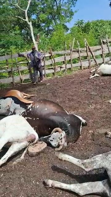 Mandiana : la foudre ravage 26 bœufs dans le district de Filaboufarani