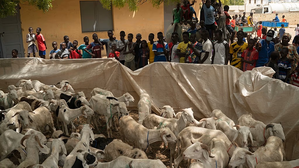 Crise au Mali : le Sénégal confronté à une pénurie de moutons pour la Tabaski